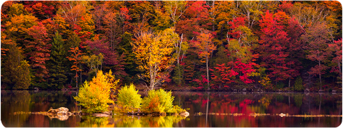 Коврик для мыши Voltronic Autumn forest (AT372) - Фото 1