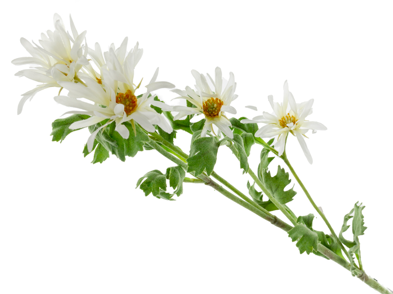 Ветка декоративная Lefard хризантемы белая 85 см (820-035) - Фото 1