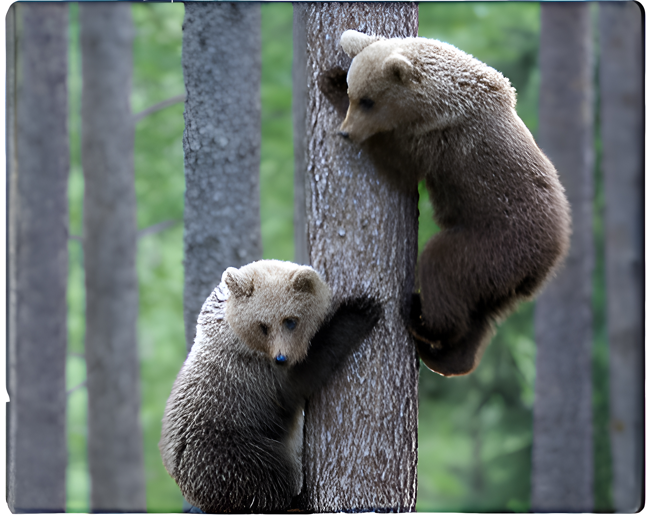 Коврик для мыши Voltronic Two Bears (YT-CAT11) - Фото 1