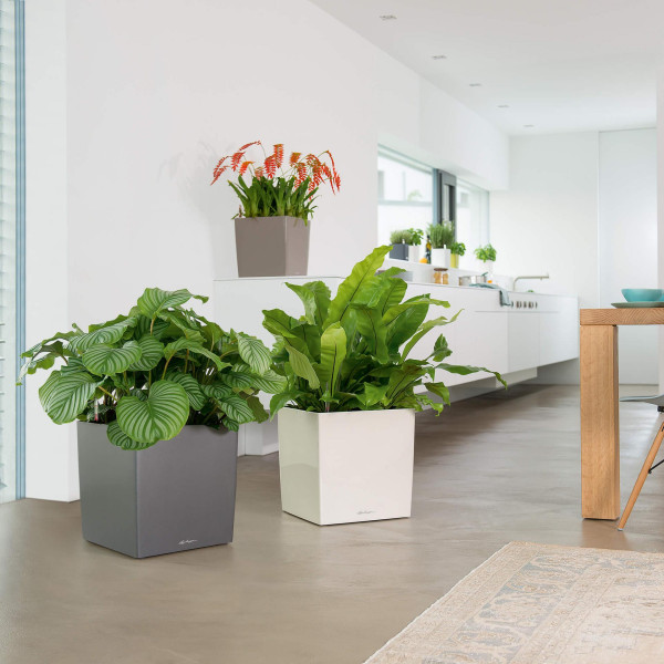 Фото - Вазон Lechuza CUBE 50/50/50 Premium Белый 16560