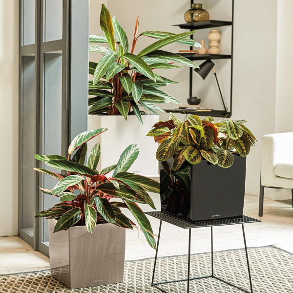 Фото - Вазон Lechuza CUBE 50/50/50 Premium Белый 16560