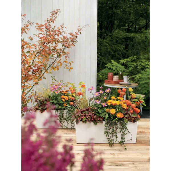 Фото - Вазон Lechuza BALCONERA Color 50 Пісочно-коричневий (15696)