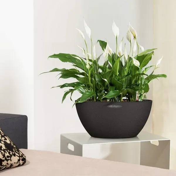 Фото - Вазон Lechuza CUBETO Stone 40, кварцовий білий 13847