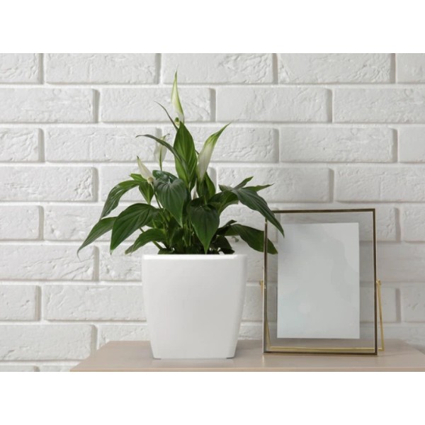 Фото - Вазон Plastkon Quadrato 18x18x17 Flower Lover білий (4114080055)