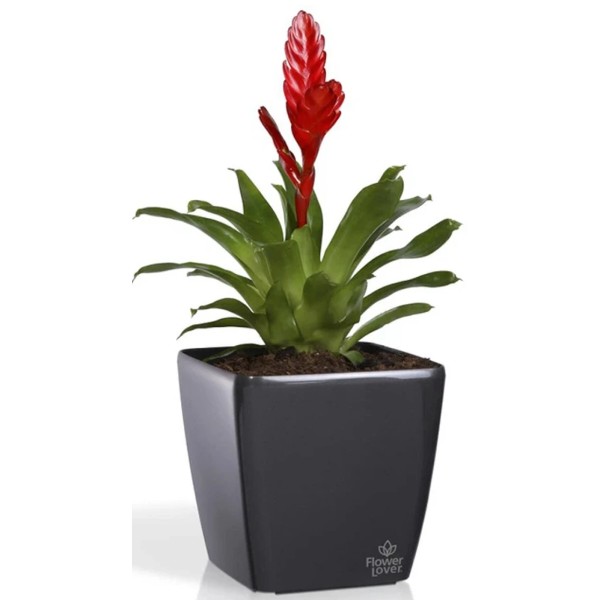 Фото - Вазон Plastkon Quadrato 18x18x17 Flower Lover антрацит (4114080057)