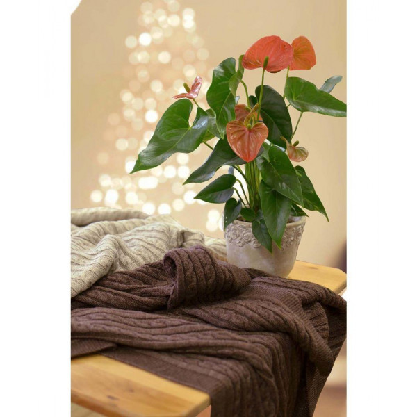 Фото - Плед односпальний Прованс SOFT мокко 90х130 см (011692)