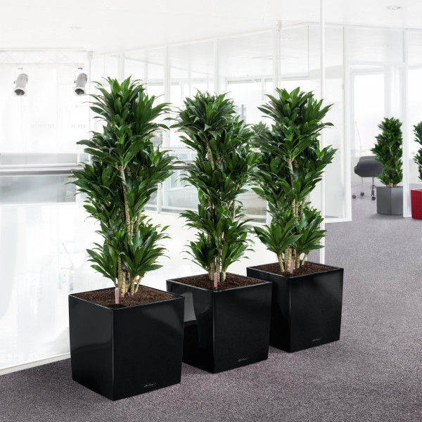 Фото - Вазон Lechuza 40/40/40 Cube Premium черный 16369