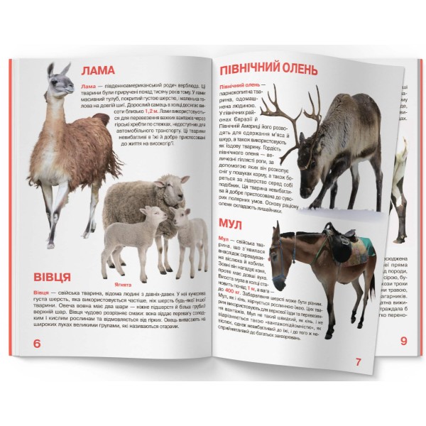 Фото -  Crystal Book Большая книга. Домашние животные. (9789669361554)