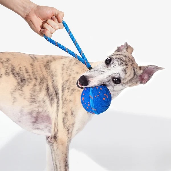 Фото - Интерактивная игрушка для собак Cheerble Wicked Ball Aіir Rope Royal Blue (CWQ03B)