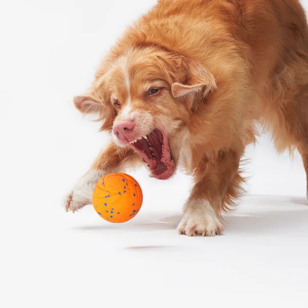 Фото - Интерактивная игрушка для собак Cheerble Wicked Ball Aiir Bright Orange (CWQ01O)