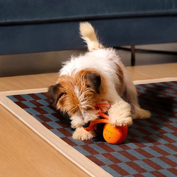 Фото - Интерактивная игрушка для собак Cheerble Wicked Ball Rolly Bright Orange (CWQ07O)