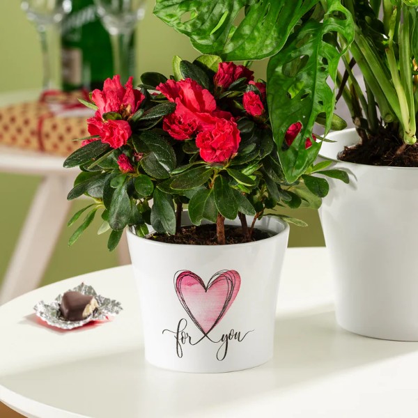 Фото - Кашпо Scheurich 808 With Love 11“ (65514)