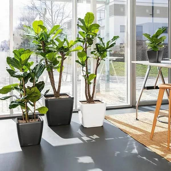 Фото - Вазон Lechuza Quadro Premium LS 50 Антрацит 16283