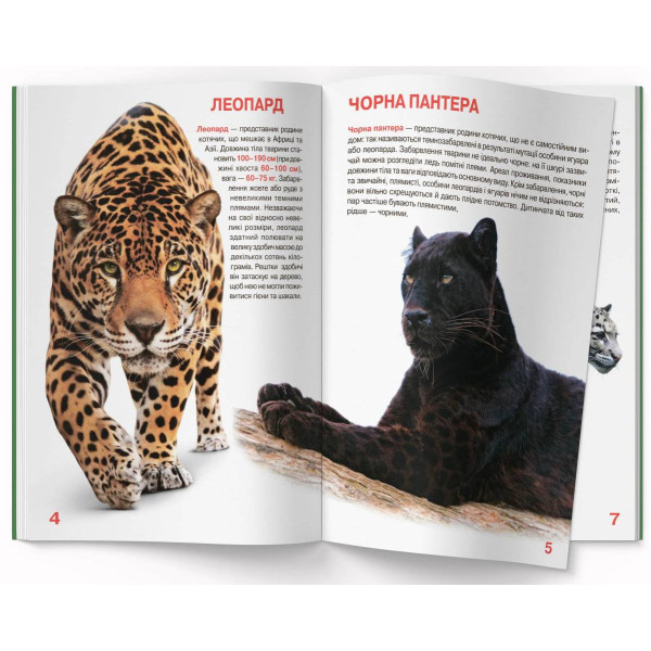 Фото -  Crystal Book Велика книжка. Дикі кішки (9786177268177)