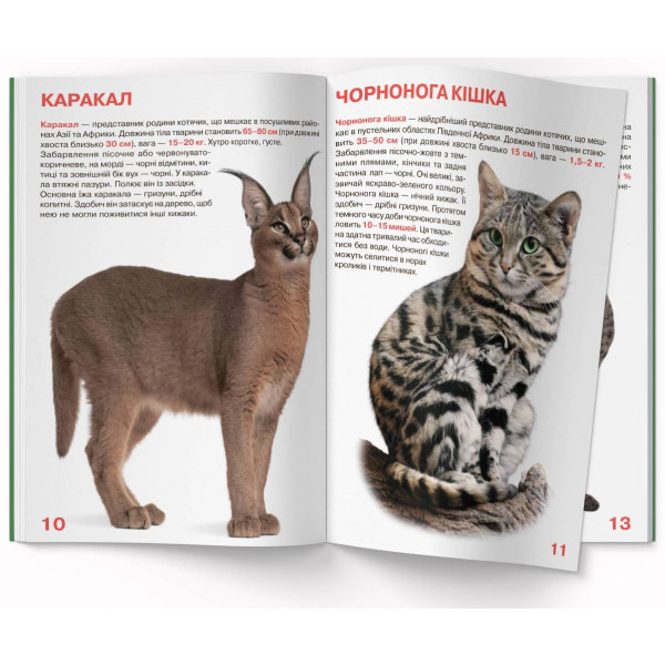 Фото -  Crystal Book Велика книжка. Дикі кішки (9786177268177)