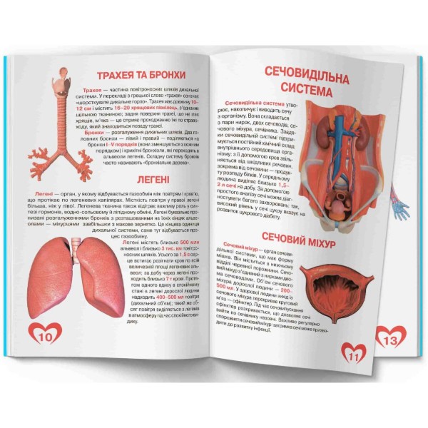 Фото -  Crystal Book Большая книга. Анатомия человека (9789669361974)