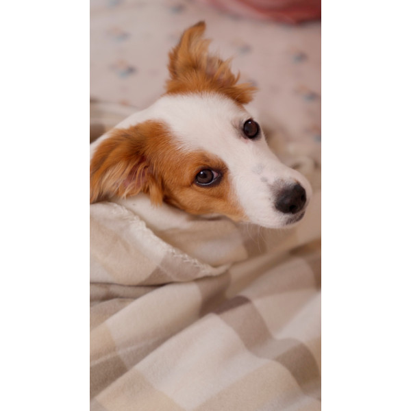 Фото - Плед односпальний Ardesto Fleece 130x160 см клітинка бежевий (ART0711PB)