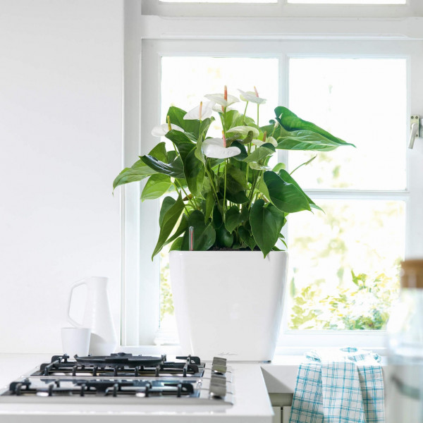 Фото - Вазон Lechuza Premium LS 35 Білий 16160