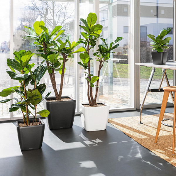 Фото - Вазон Lechuza Quadro Premium LS 21 білий 16120