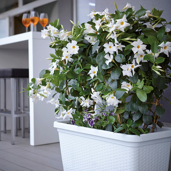 Фото - Вазон Stefanplast 80х40х34 см 75352