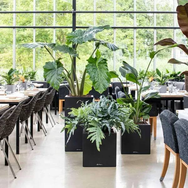 Фото - Вазон Lechuza CANTO Stone 30 low кварцовий білий 13707