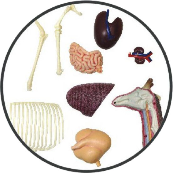 Фото - Набор для исследования 4D Master Жираф (FM-622011)