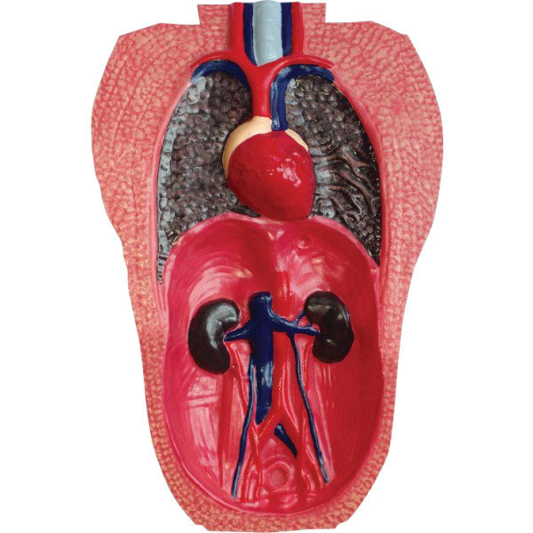 Фото - Набір для дослідження 4D Master Горила (FM-622012)