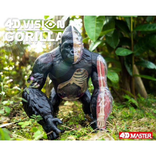 Фото - Набір для дослідження 4D Master Горила (FM-622012)