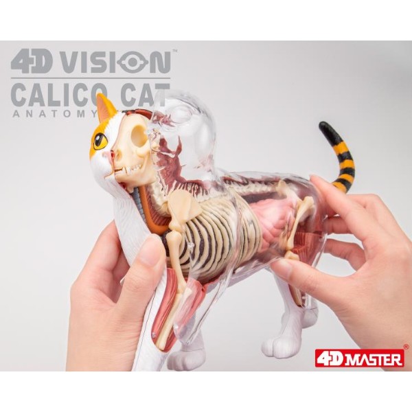 Фото - Набор для исследования 4D Master Кот (FM-622040)
