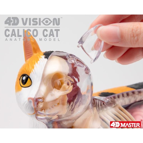 Фото - Набор для исследования 4D Master Кот (FM-622040)