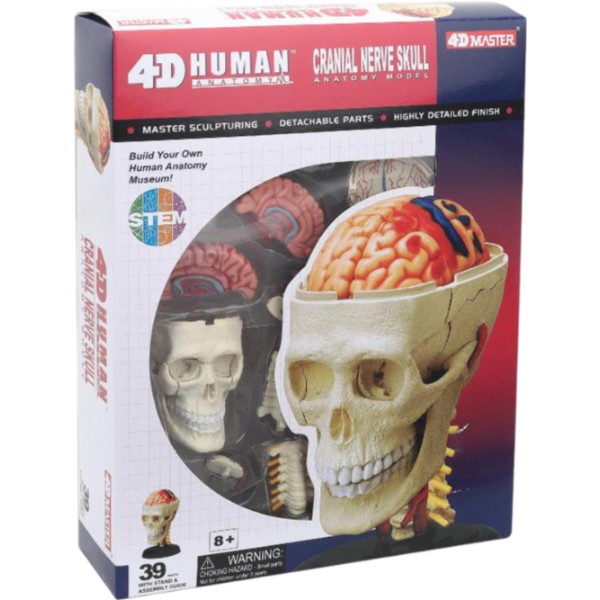 Фото - Набір для дослідження 4D Master Черепно-мозкова коробка людини (FM-626005)