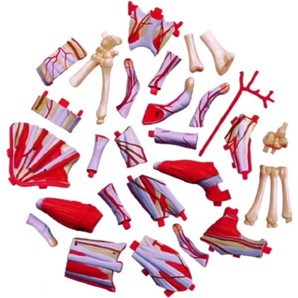 Фото - Набор для исследования 4D Master Рука человека (FM-626009)