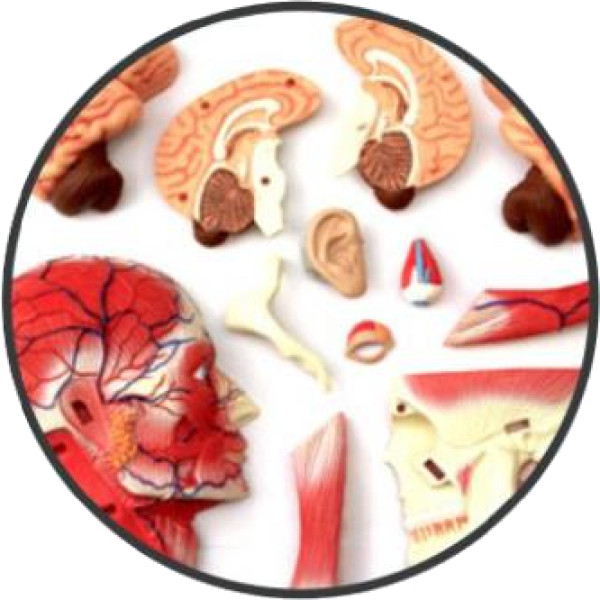 Фото - Набір для дослідження 4D Master Голова людини (FM-626103)