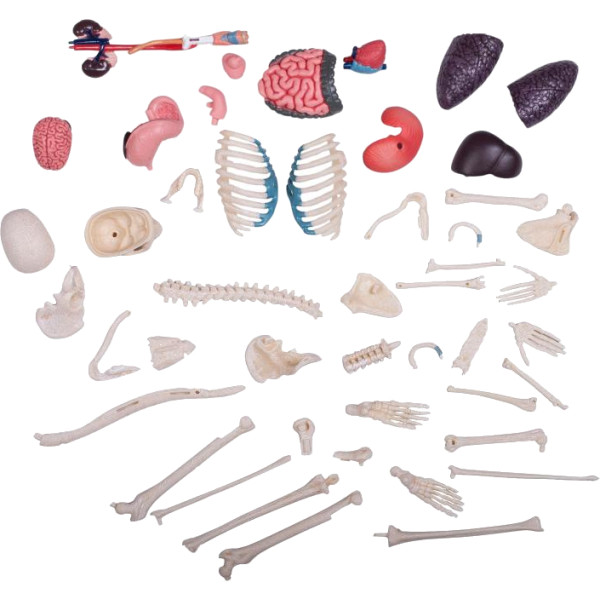 Фото - Набір для дослідження 4D Master Тіло людини прозоре (FM-626204)