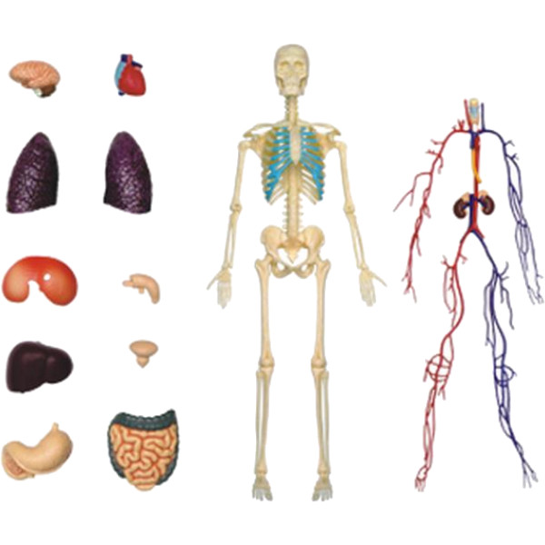 Фото - Набір для дослідження 4D Master Тіло людини прозоре (FM-626204)