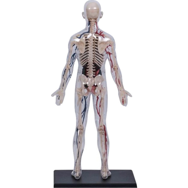 Фото - Набір для дослідження 4D Master Тіло людини прозоре (FM-626204)