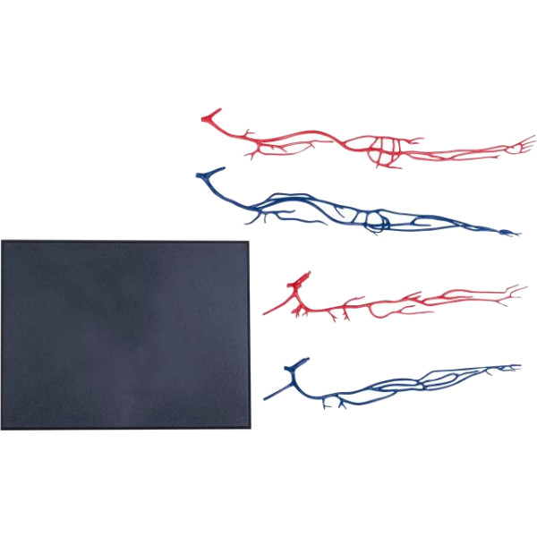 Фото - Набір для дослідження 4D Master Тіло людини прозоре (FM-626204)