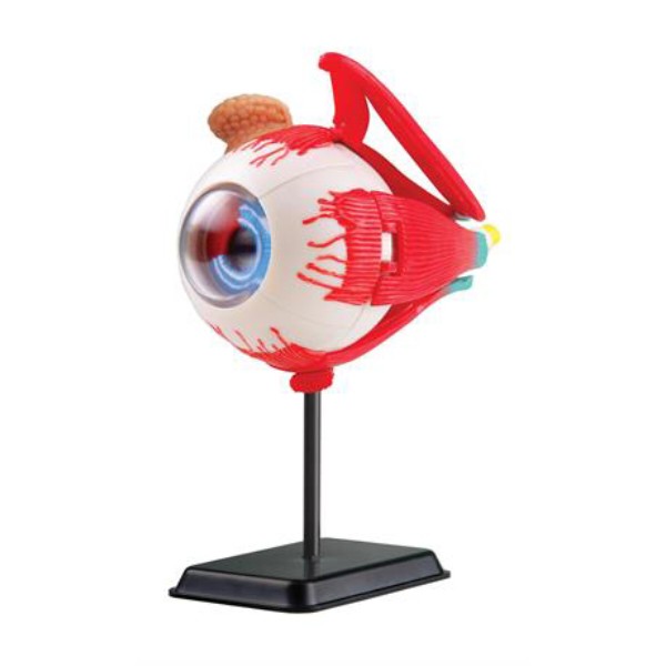 Фото - Набор для исследования Edu-Toys Модель глазного яблока сборная 14 см (SK007)