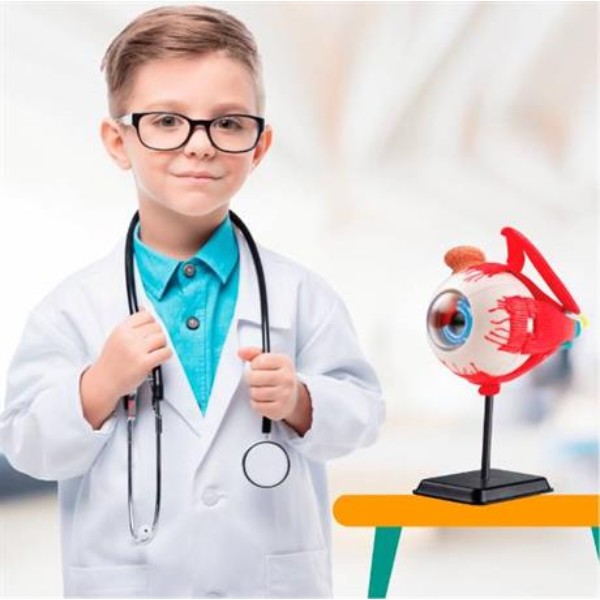 Фото - Набор для исследования Edu-Toys Модель глазного яблока сборная 14 см (SK007)