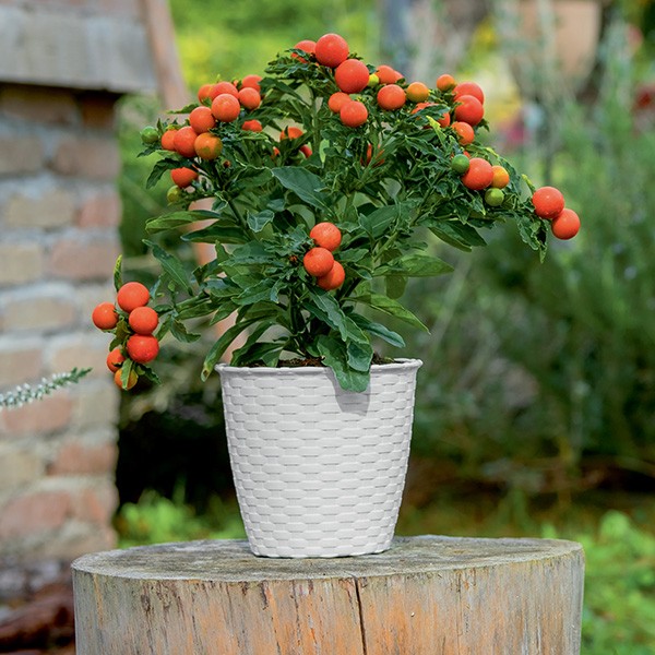 Фото - Вазон Stefanplast NATURAL 19х17,5 см 73460