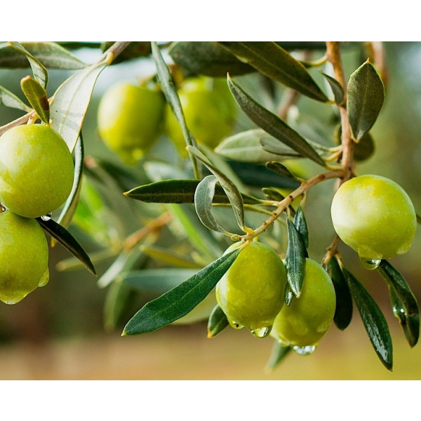 Фото - Гель для душа Palmolive Натурель Оливкове Молоко 750мл