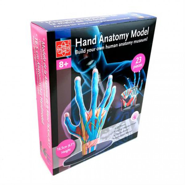 Фото - Набор для исследования Edu-Toys Модель руки сборная 16,5 см (SK058)