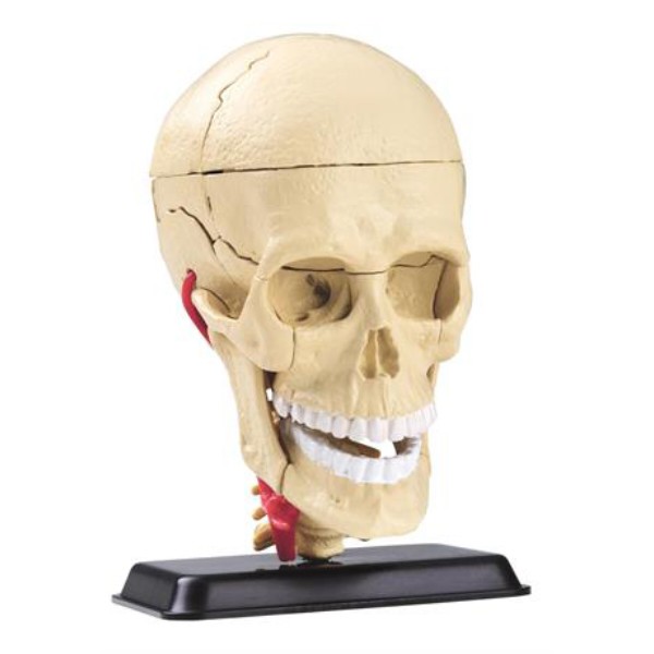 Фото - Набор для исследования Edu-Toys Модель черепа с нервами сборная 9 см (SK010)