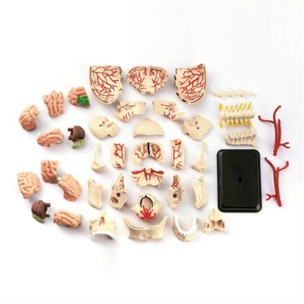 Фото - Набор для исследования Edu-Toys Модель черепа с нервами сборная 9 см (SK010)