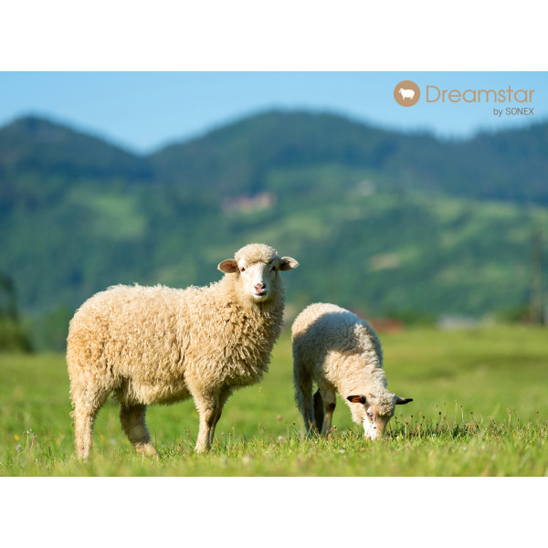 Фото - Ковдра демісезонна полуторна Sonex 155x215 вовна овеча DreamStar Beige (SO102051)