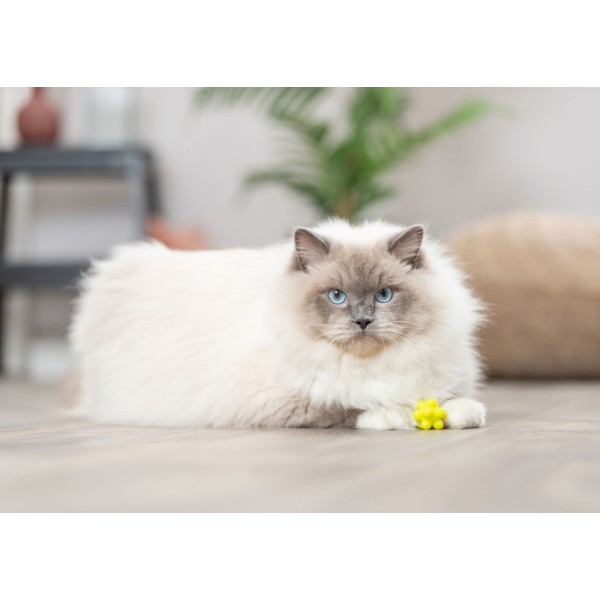 Фото - М'яч для котів Trixie М'ячики з виступами резина 3.5 см 4 шт. (4011905045344)