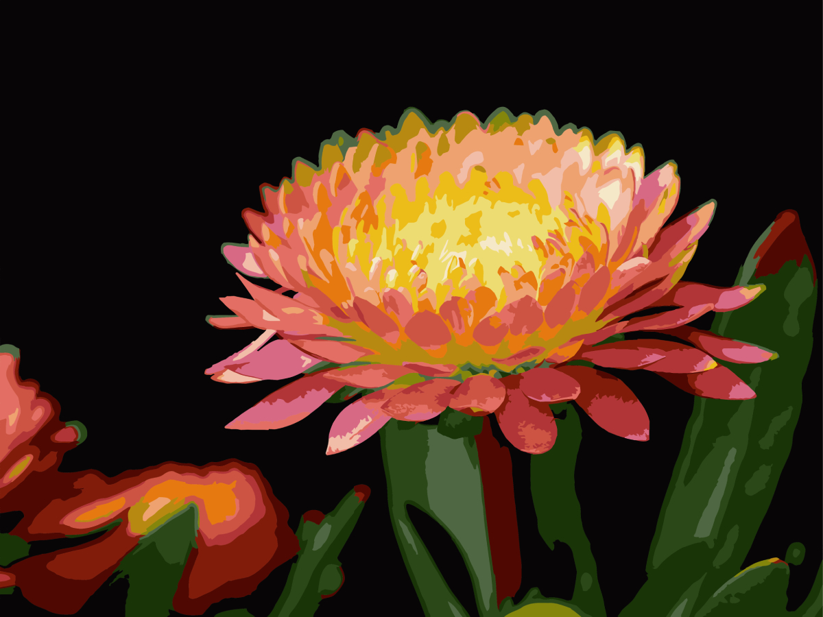 Картина за номерами Strateg Квітка гербери на чорному фоні 30х40 (FH-28) - Фото 1