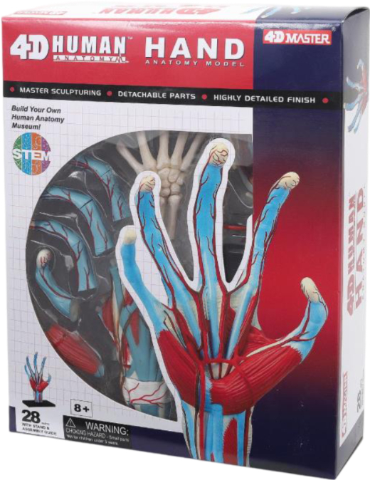 Набор для исследования 4D Master Рука человека (FM-626009) - Фото 1