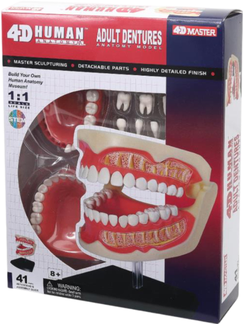 Набор для исследования 4D Master Зубной ряд человека (FM-626015) - Фото 1