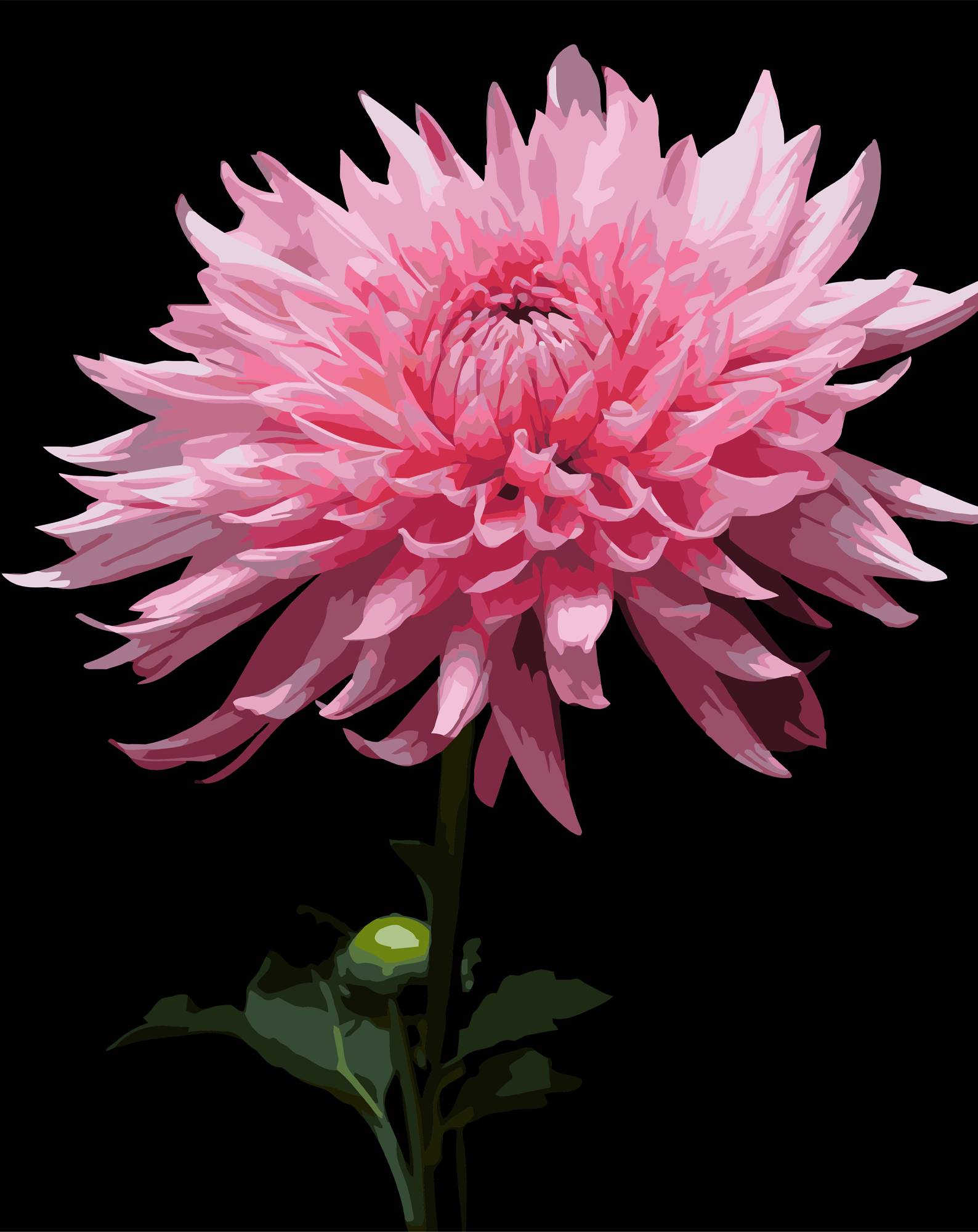 Картина по номерам Strateg Розовая георгина 40х50 (AH1264) - Фото 1